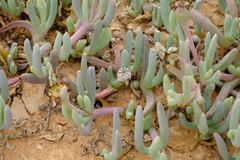 Malephora purpureocrocea
