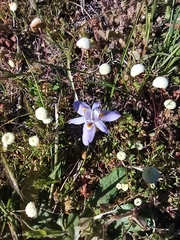 Moraea setifolia