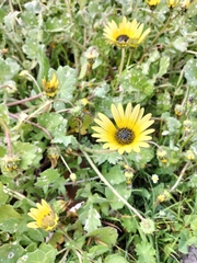 Arctotheca calendula