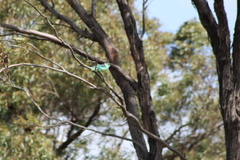 Barnardius zonarius barnardi