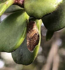 Drepanacra binocula