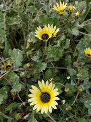Arctotheca calendula