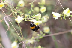 Bombus