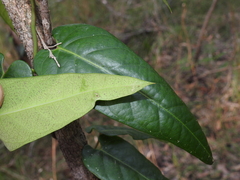 Parsonsia