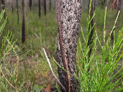Parsonsia