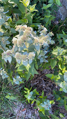 Pycnanthemum muticum