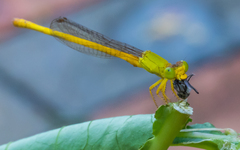 Ceriagrion coromandelianum