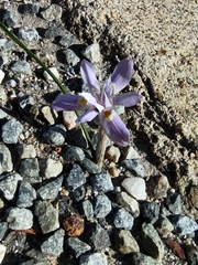 Moraea setifolia