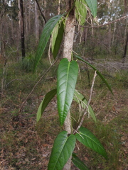 Parsonsia