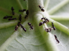 Technomyrmex albipes