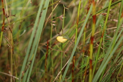 Gompholobium pinnatum