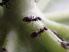 Technomyrmex albipes