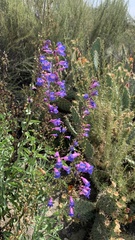 Penstemon spectabilis