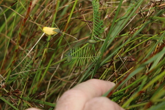 Gompholobium pinnatum