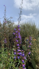 Penstemon spectabilis