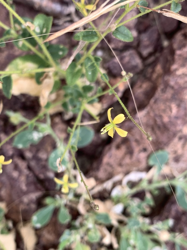 Cleome scaposa (Cleome scaposa)