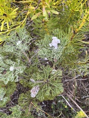 Paranomus abrotanifolius