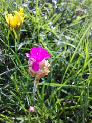 Armeria maritima