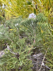 Paranomus abrotanifolius