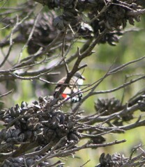 Stagonopleura guttata