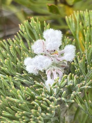 Paranomus abrotanifolius