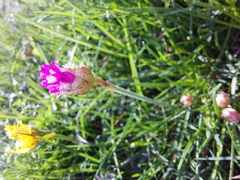 Armeria maritima