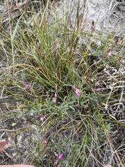 Indigofera angustifolia
