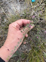 Indigofera angustifolia
