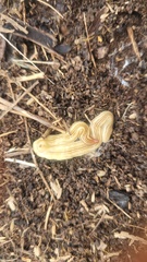 Fletchamia mediolineata