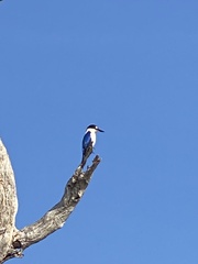 Todiramphus macleayii