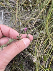 Indigofera angustifolia