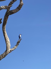 Todiramphus macleayii