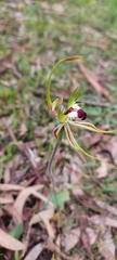 Caladenia tentaculata