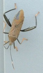 Notobitus meleagris