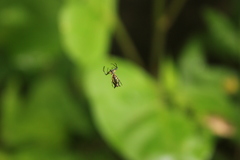 Micrathena funebris