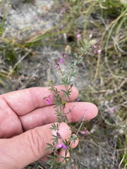 Indigofera angustifolia