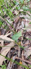 Caladenia tentaculata