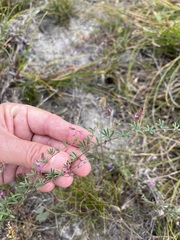 Indigofera angustifolia