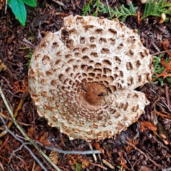 Rhacodium
