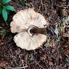 Rhacodium