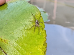 Pardosa pseudoannulata