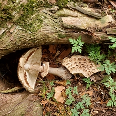 Rhacodium