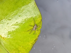 Pardosa pseudoannulata