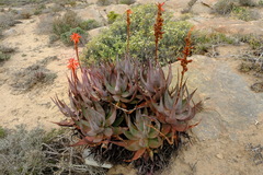 Aloe microstigma framesii