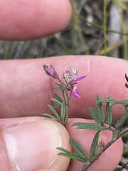 Indigofera angustifolia
