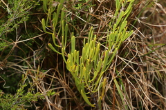 Strangea linearis