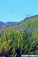 Myrtillocactus cochal