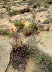 Aloe microstigma framesii