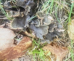 Peltigera