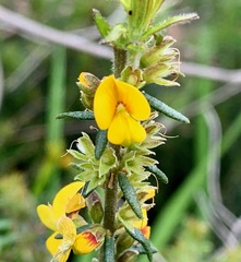 Aotus ericoides
